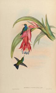 Eucephala hypocyanea